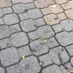 Meet your Posher, Colette